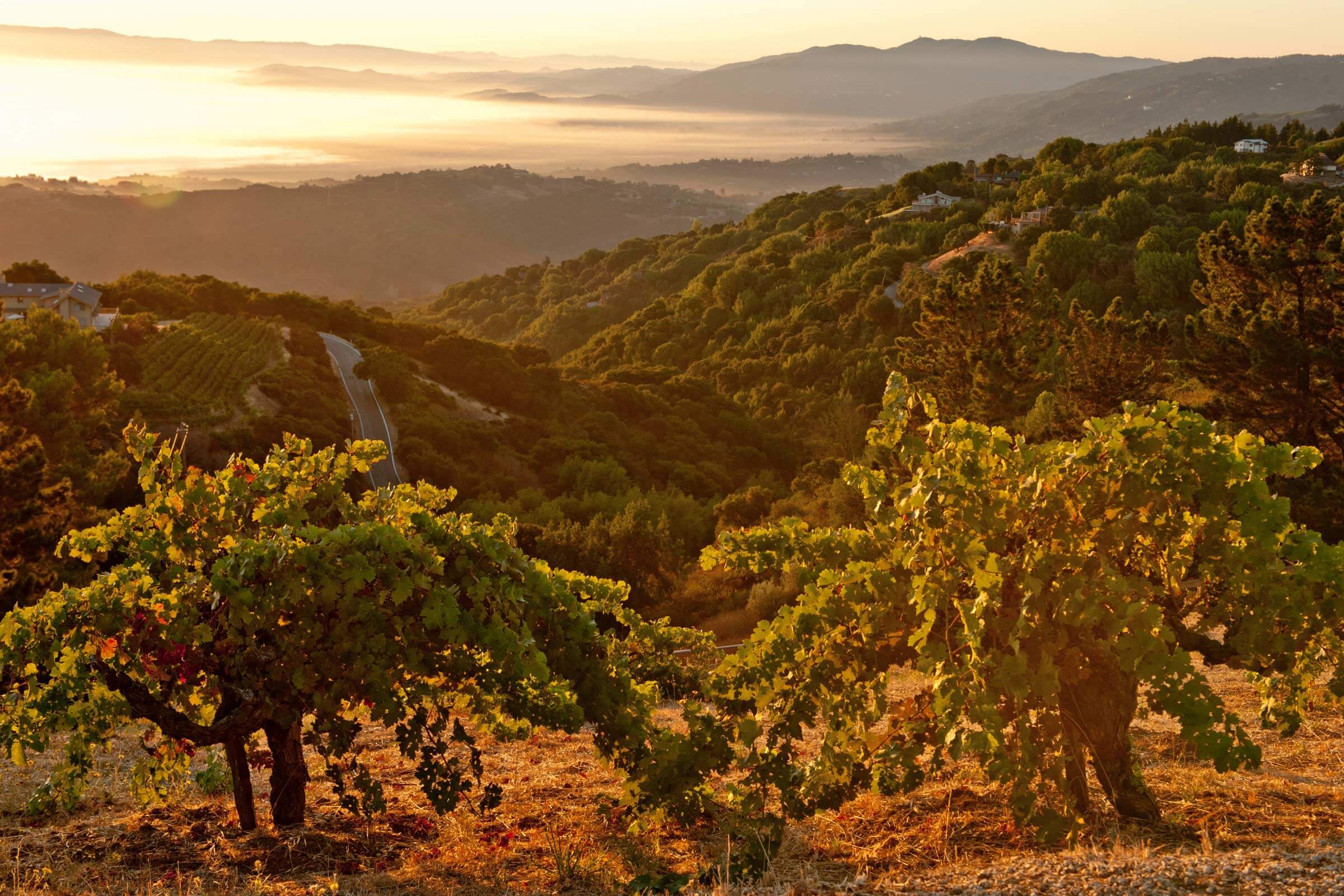 Mountain View from Ridge Monte Bello Vineyard