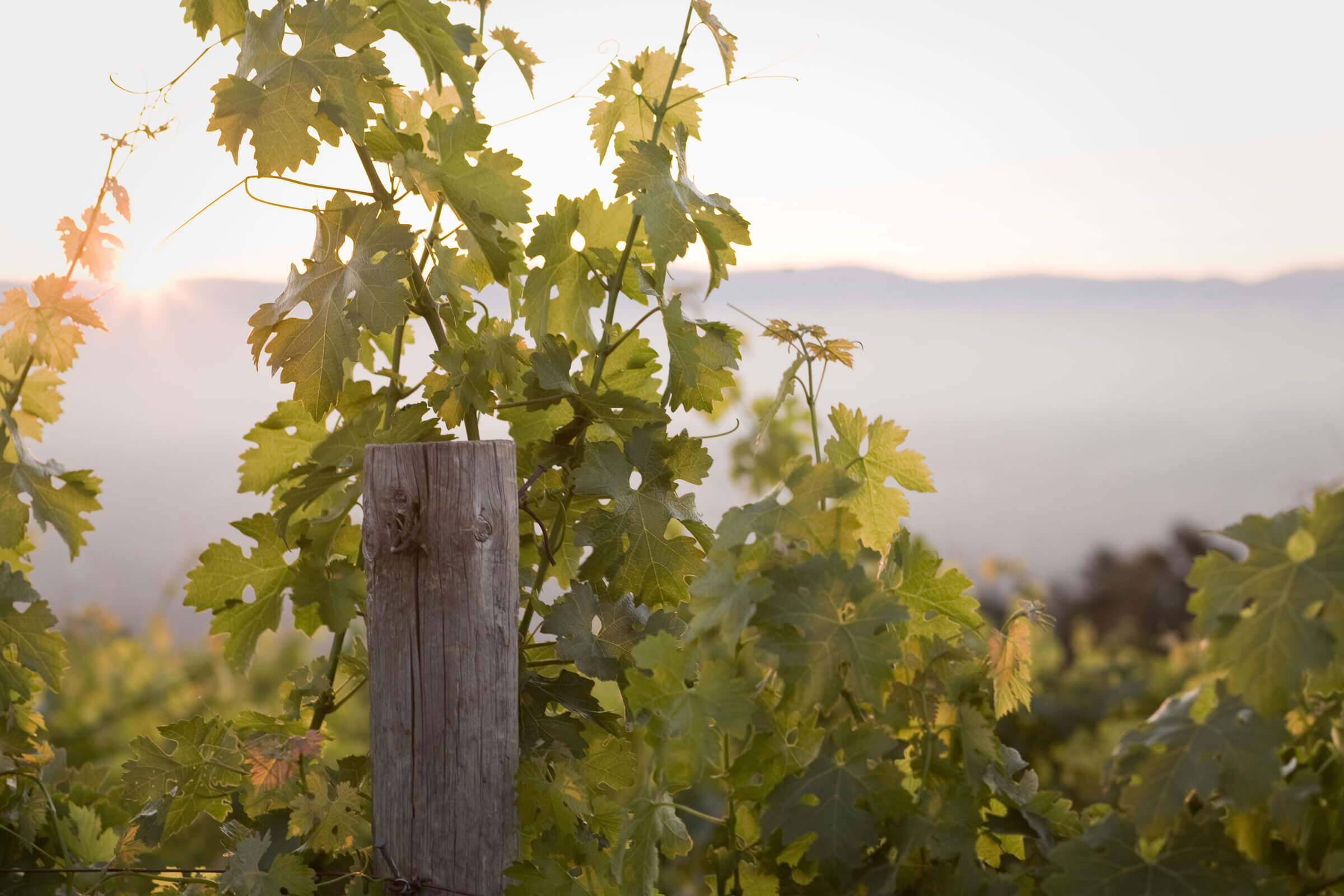 Grapevine shoots at Ridge Monte Bello Vineyard