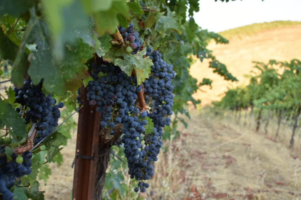 Rousten Ranch vineyard during Harvest.