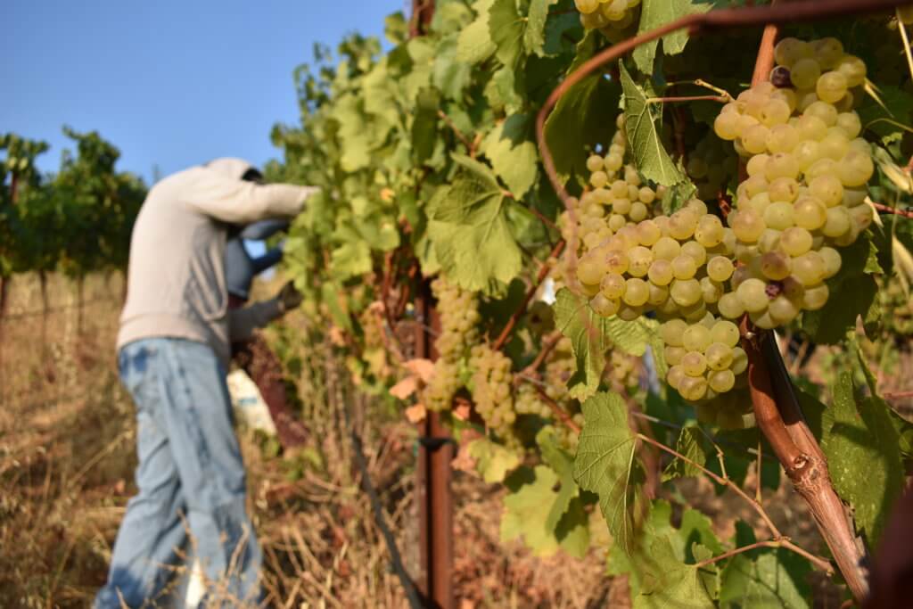Rousten Ranch vineyard during Harvest.