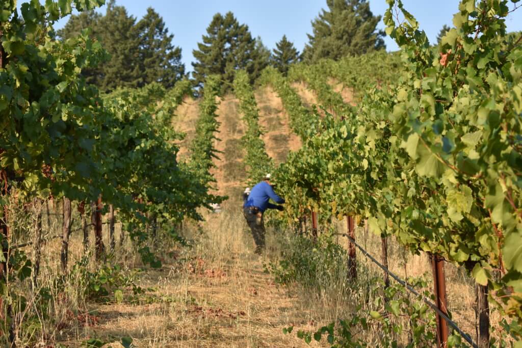 Rousten Ranch vineyard during Harvest.