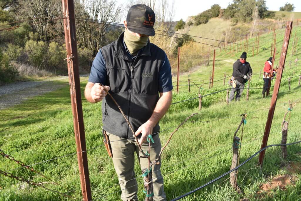 Kyle Theriot showcases a recently pruned vine.