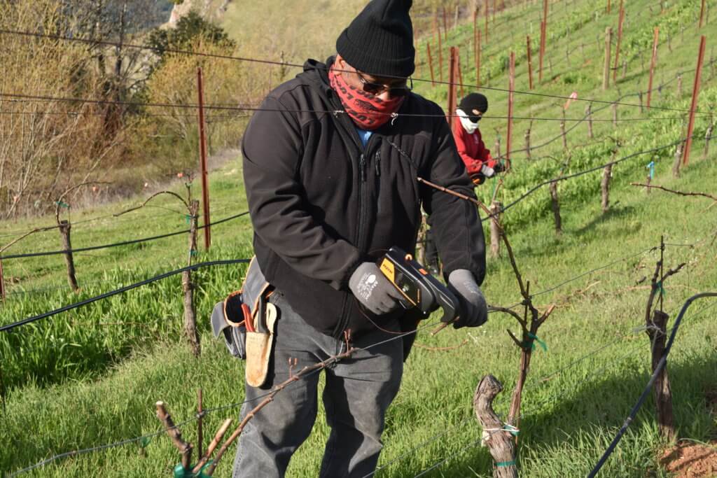 grapevines being tied in the vineyard.