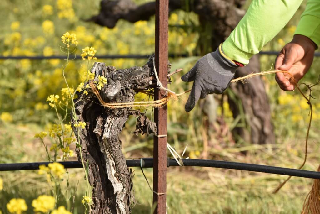 grapevines being tied in the vineyard.