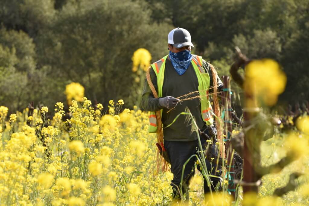 grapevines being tied in the vineyard.