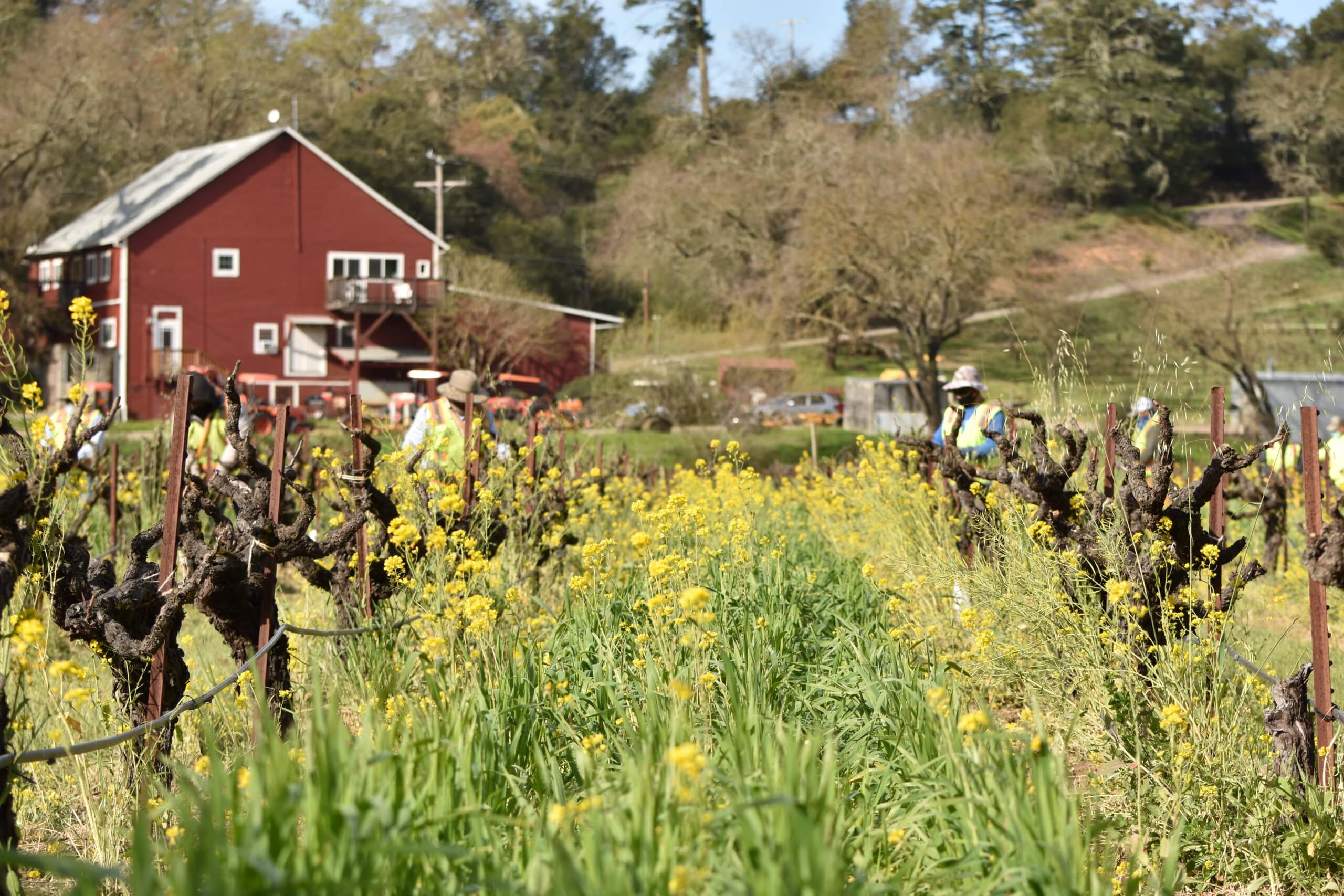 grapevines being tied in the vineyard.