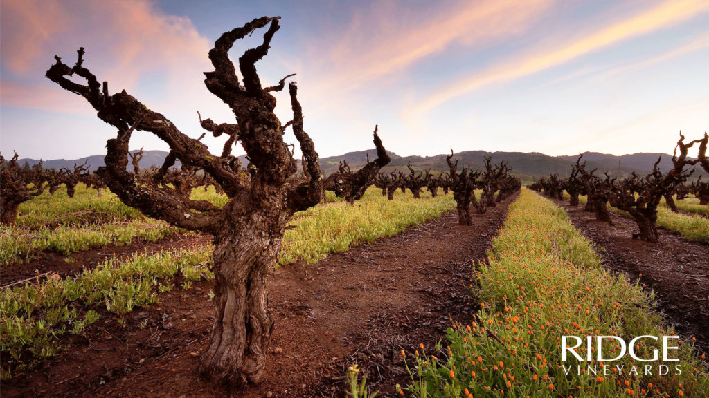 Pagani Ranch old vines
