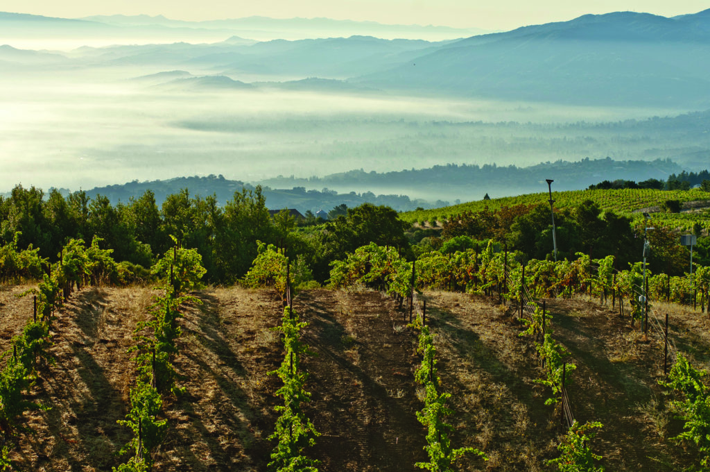 Monte Bello Vineyard