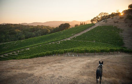 San Lorenzo Vineyard