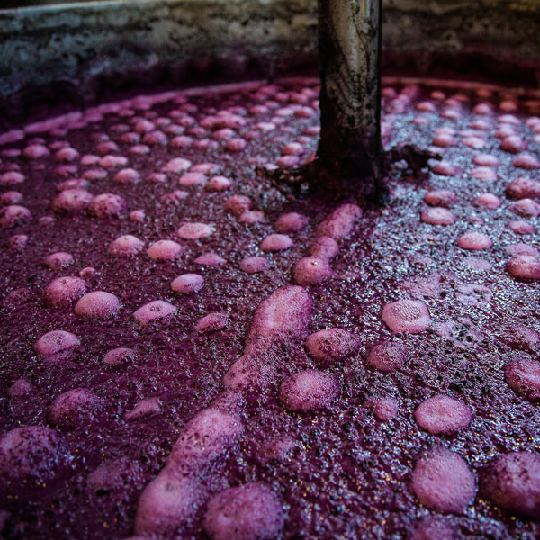Natural Yeast Wine Fermentation