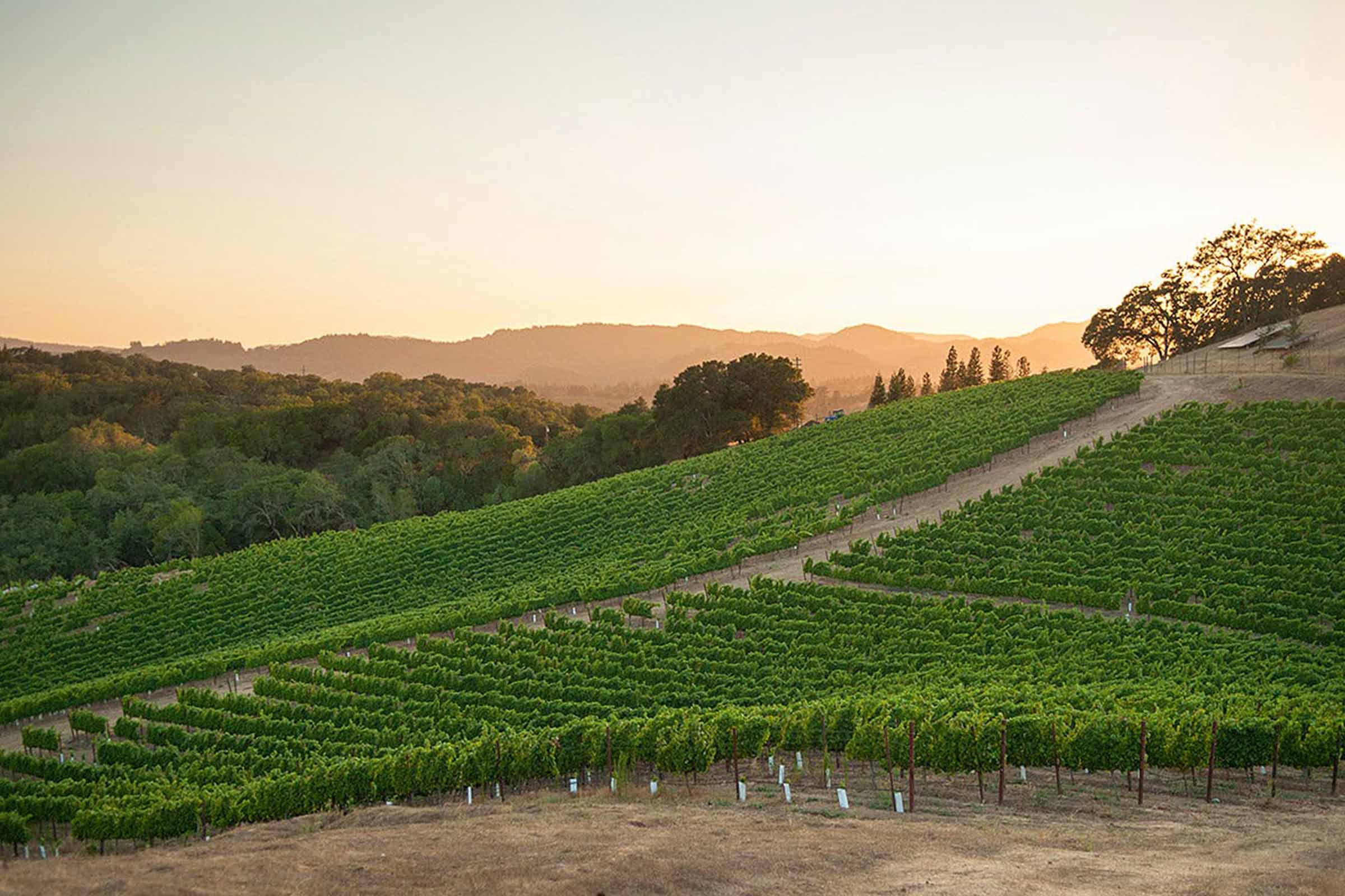San Lorenzo Vineyard