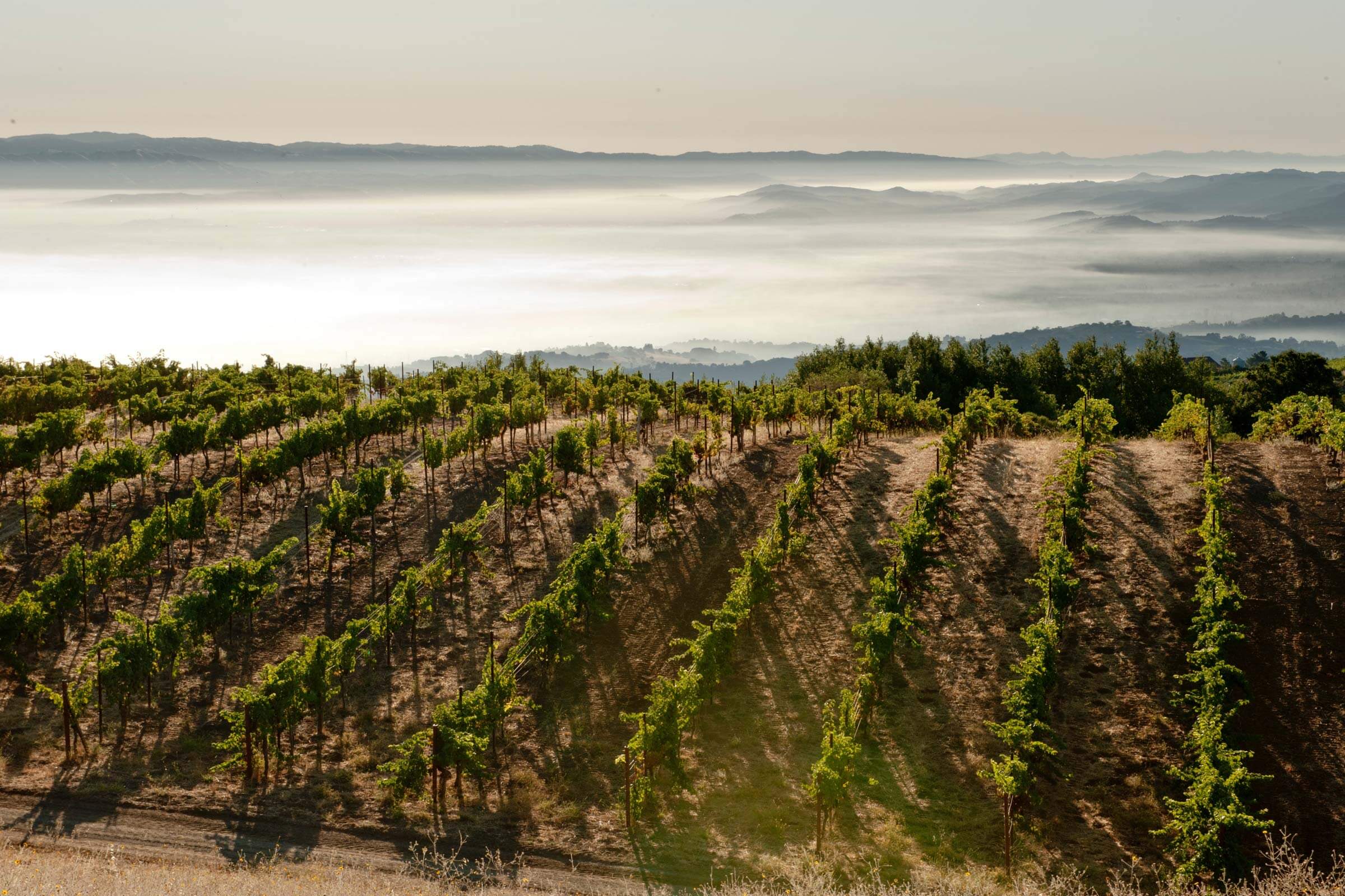 Fog over Monte Bello Vineyard