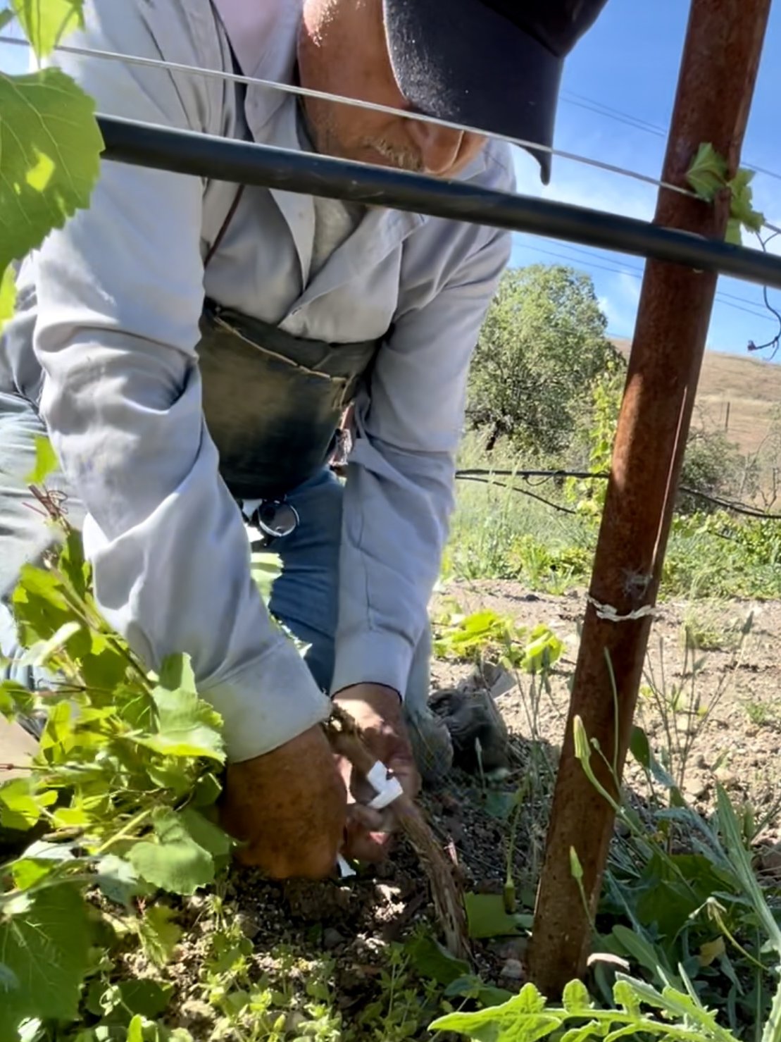 grafting field blends