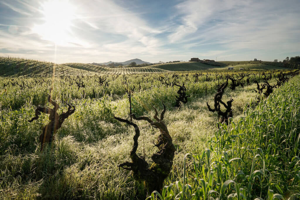 Lytton Springs Vineyard