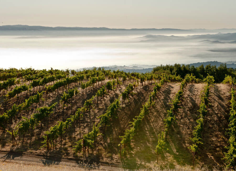 Ridge Monte Bello Vineyard