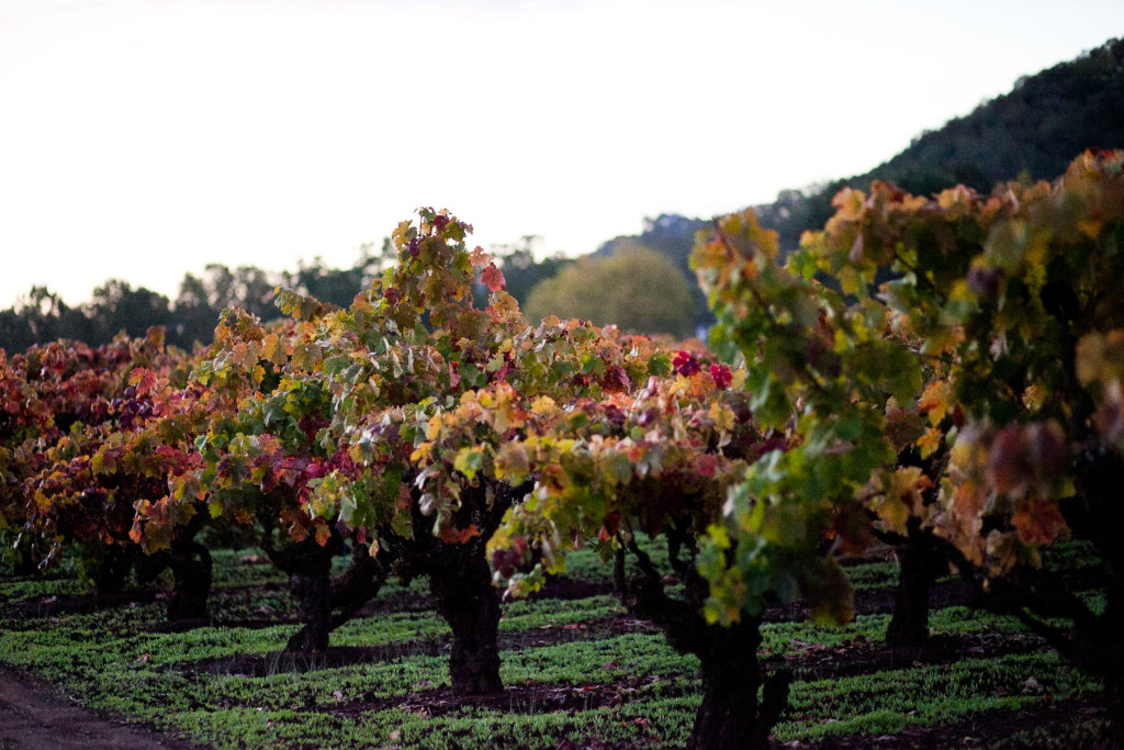 Pagani Ranch, a field blend