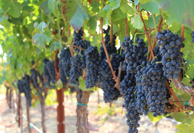 Grapes at Ridge Vineyards