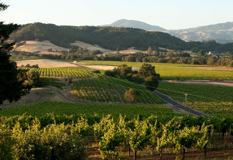 Ridge Lytton West Vineyard