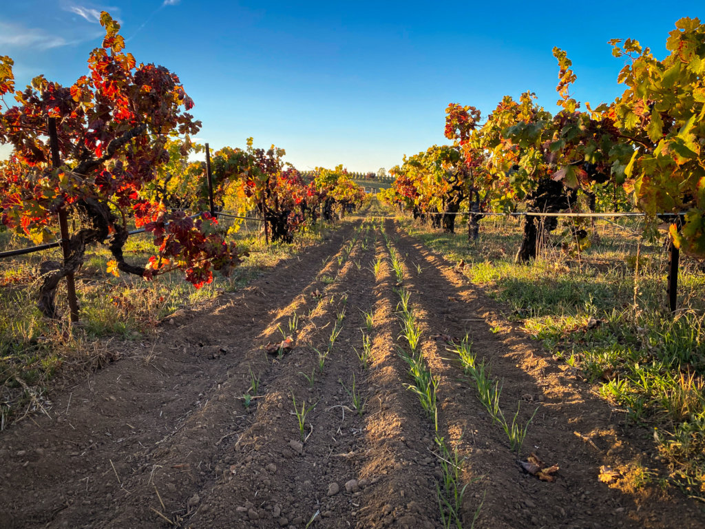 cover crops soon after planting