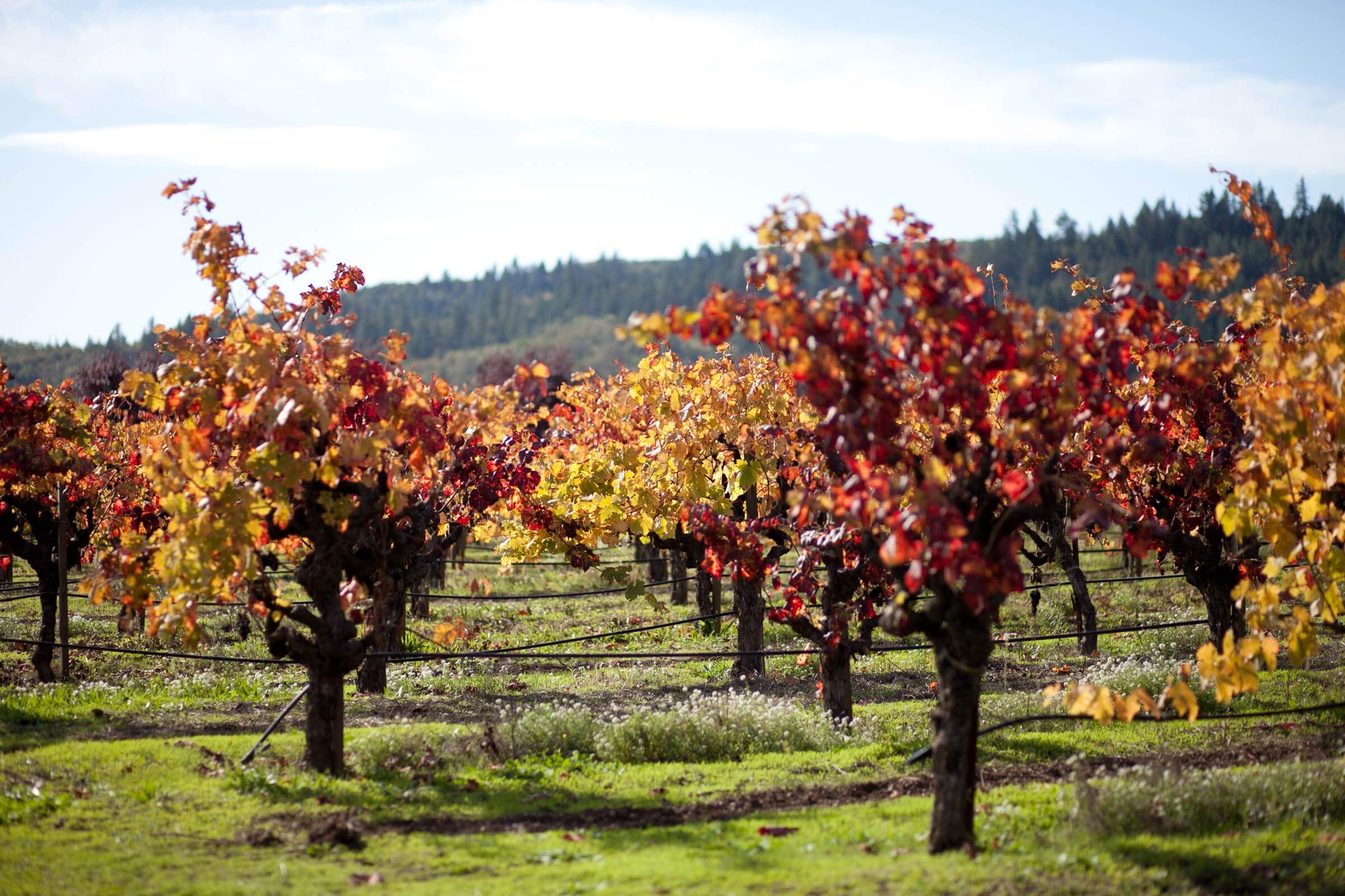 Ponzo Vineyard, Russian River Valley