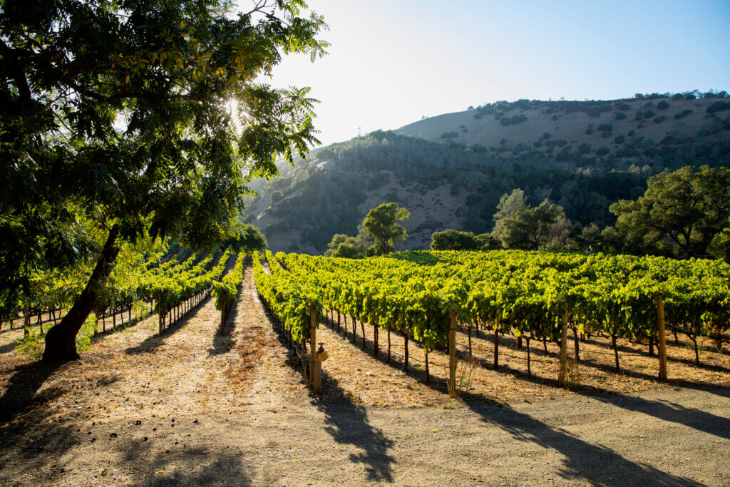 Green & Red Vineyard - Chiles Mill
