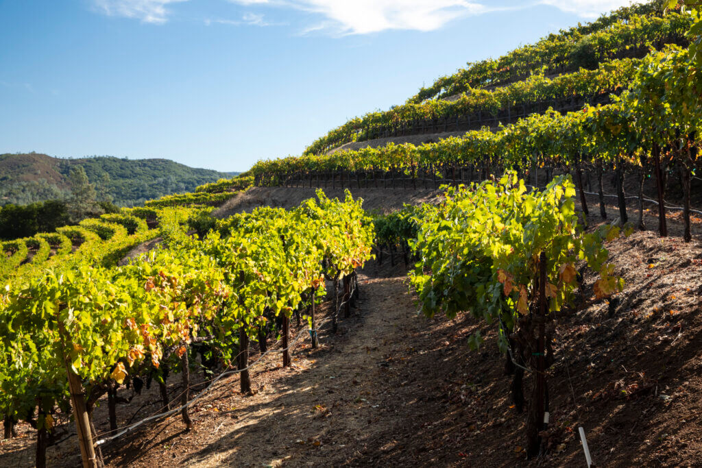 Grapevine rows at Green & Red Vineyard