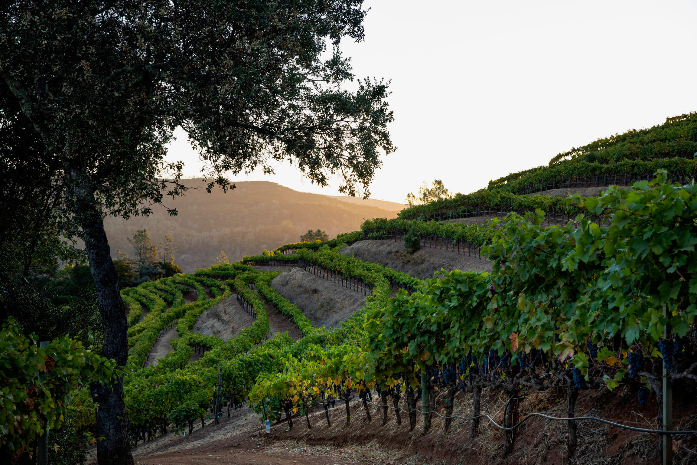 Grapevine rows at Green & Red Vineyard