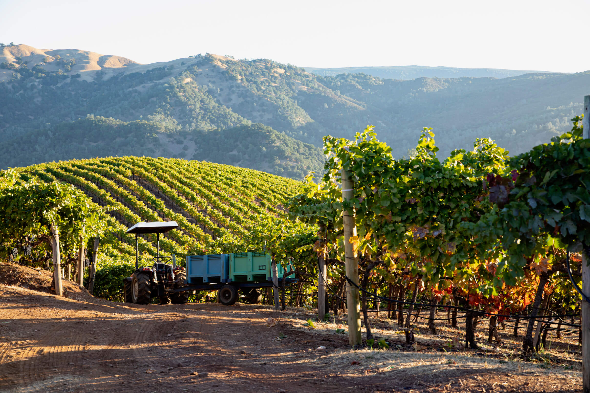 Mountain view of Green & Red Vineyard
