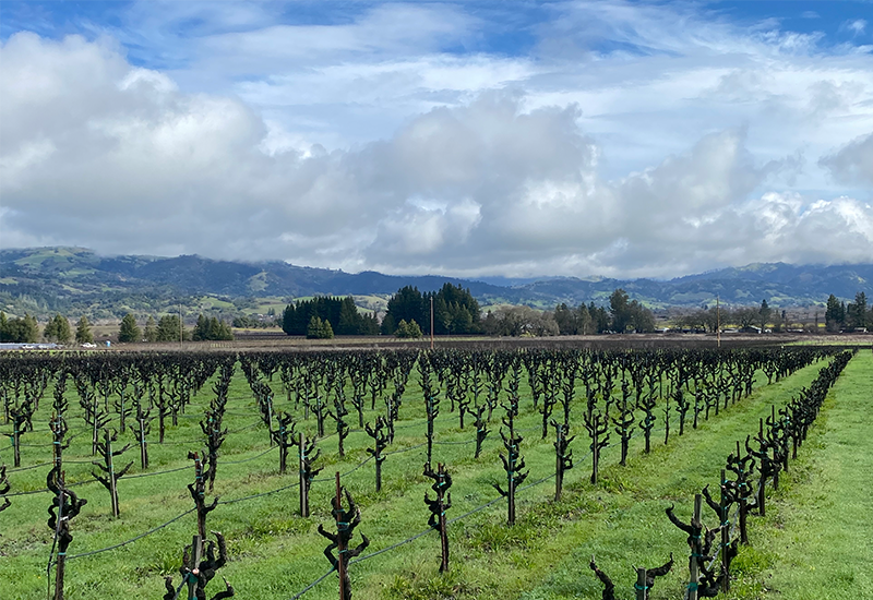 Stone Ranch zinfandel vines