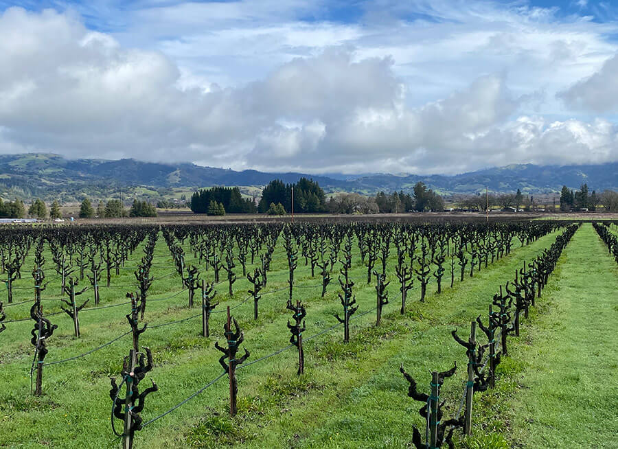 Grapevines at Stone Ranch Vineyard