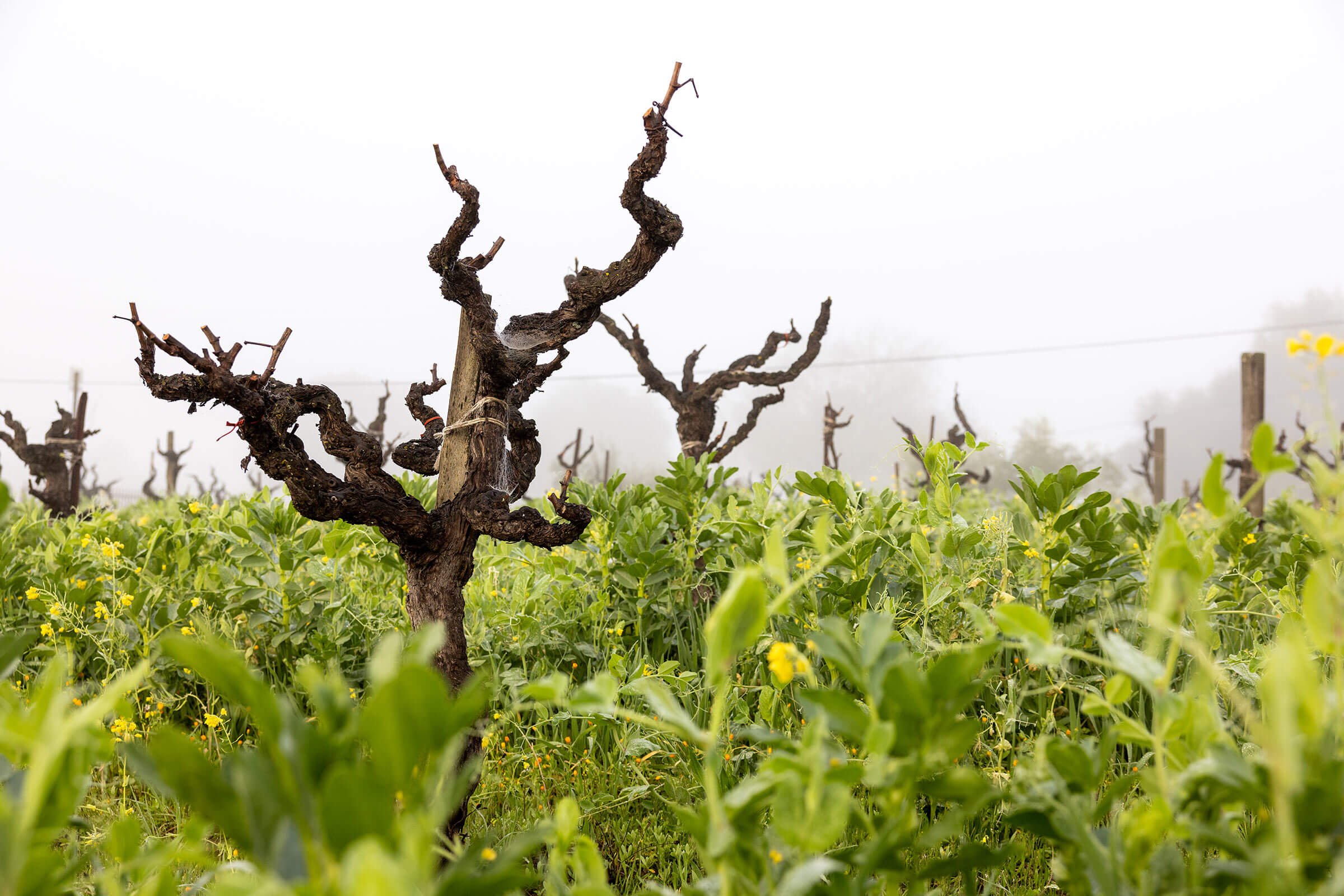 Old grape vine at Ridge Vineyards