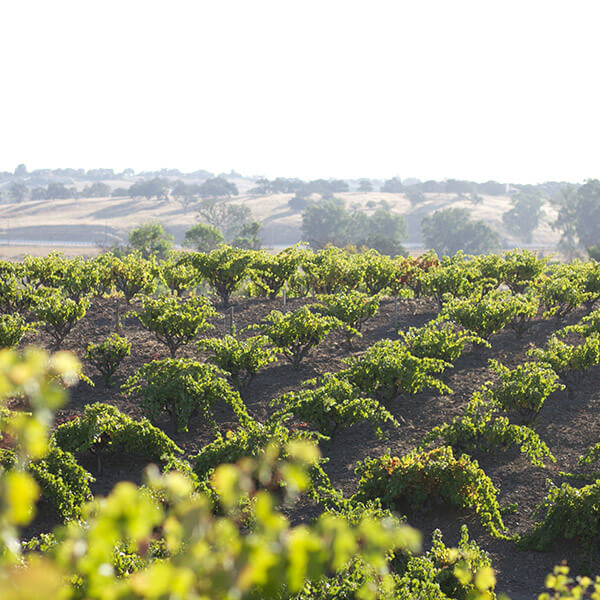 Dusi Ranch in Paso Robles