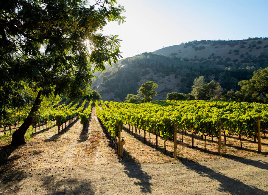 Chiles Mill Vineyard in Napa Valley