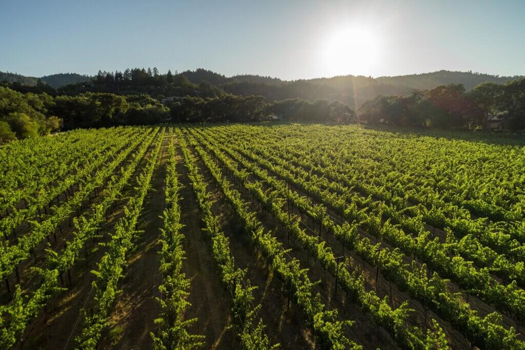St. Peter's Church Vineyard