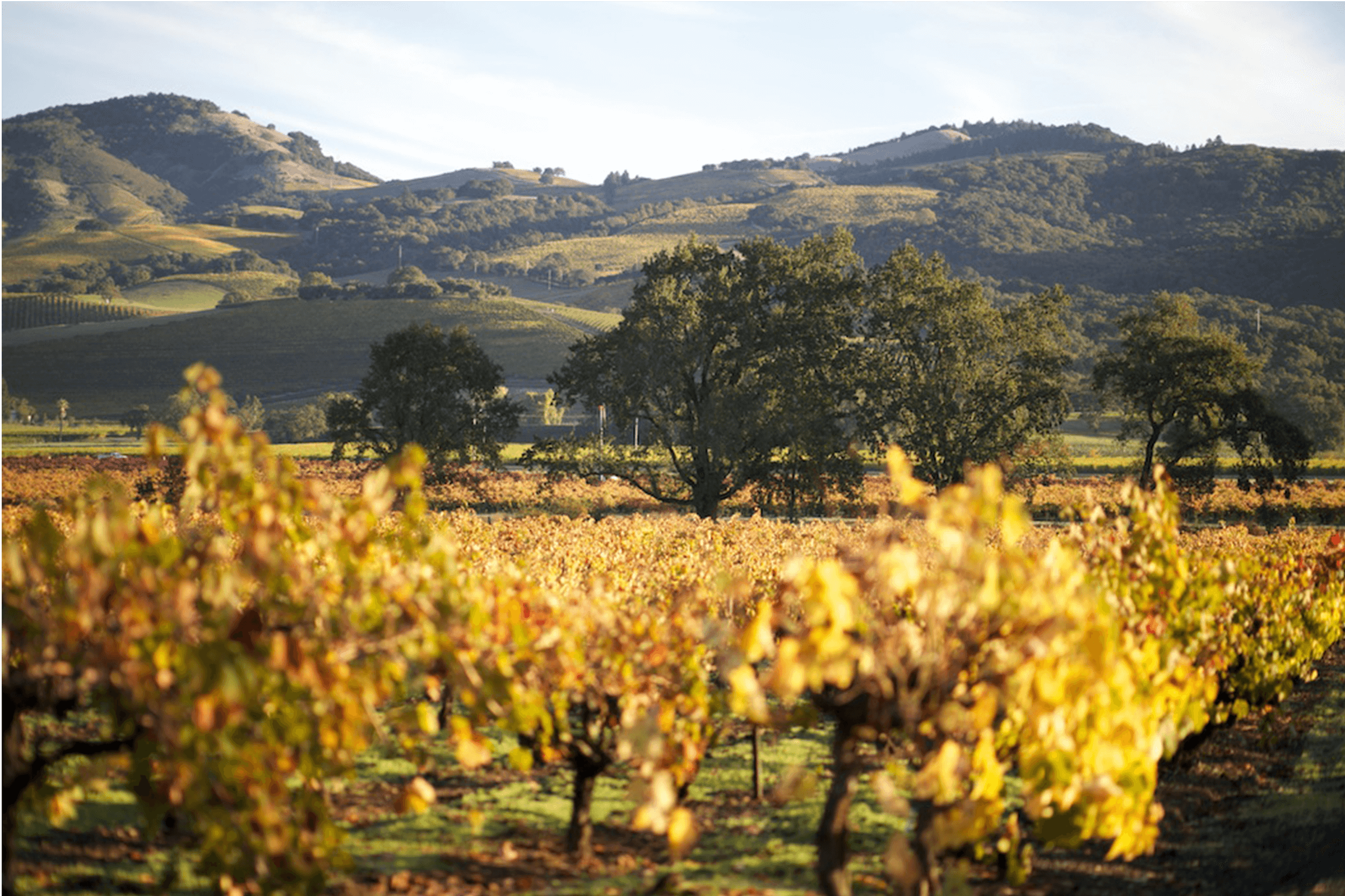 Pagani Ranch vineyard
