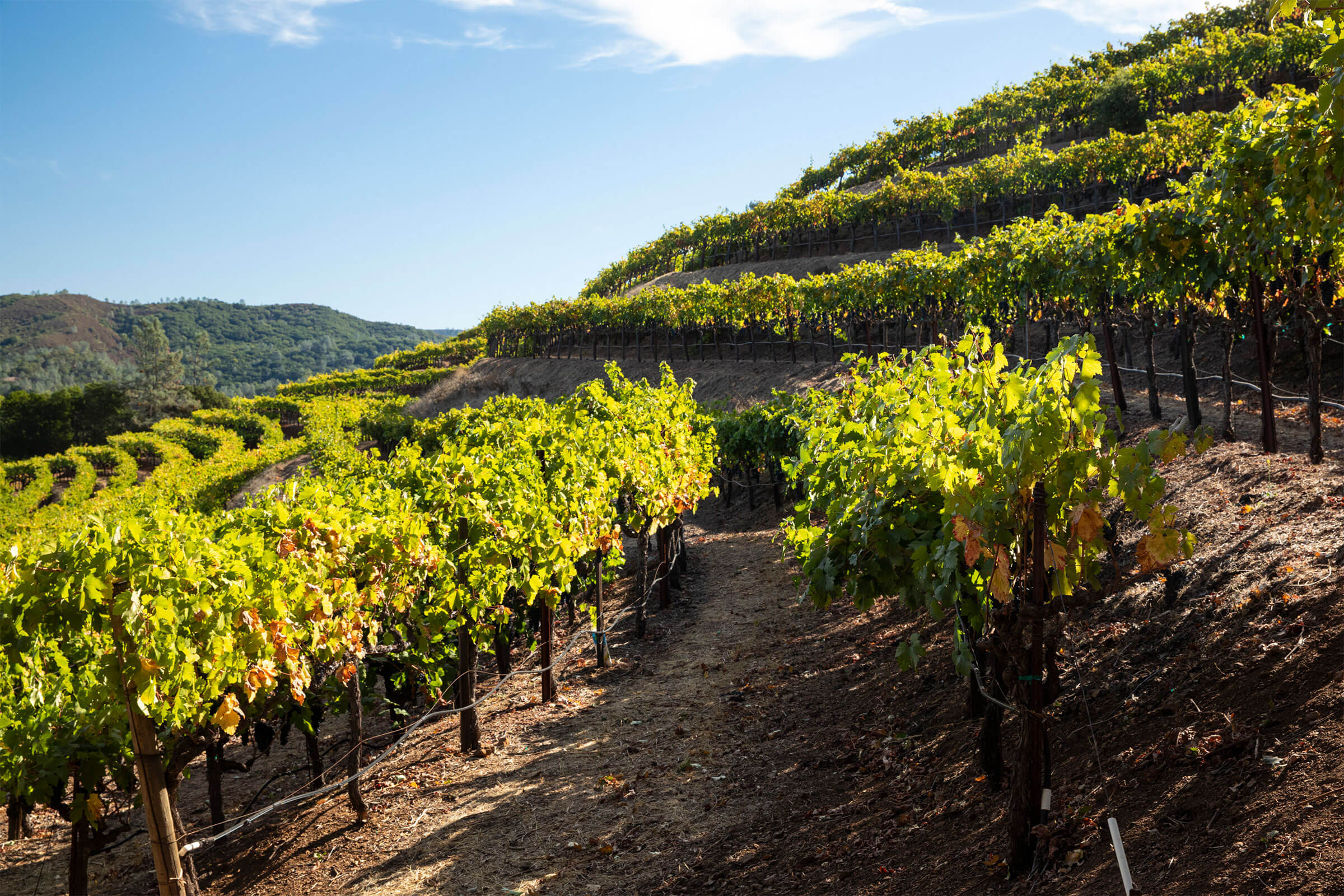Ridge Vineyards Green & Red Vineyard