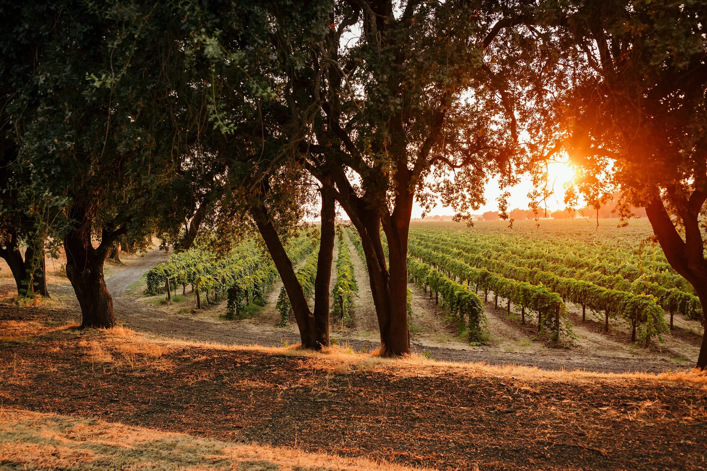 Heringer Vineyard