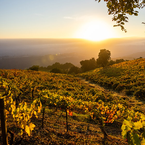 Ridge Monte Bello Estate