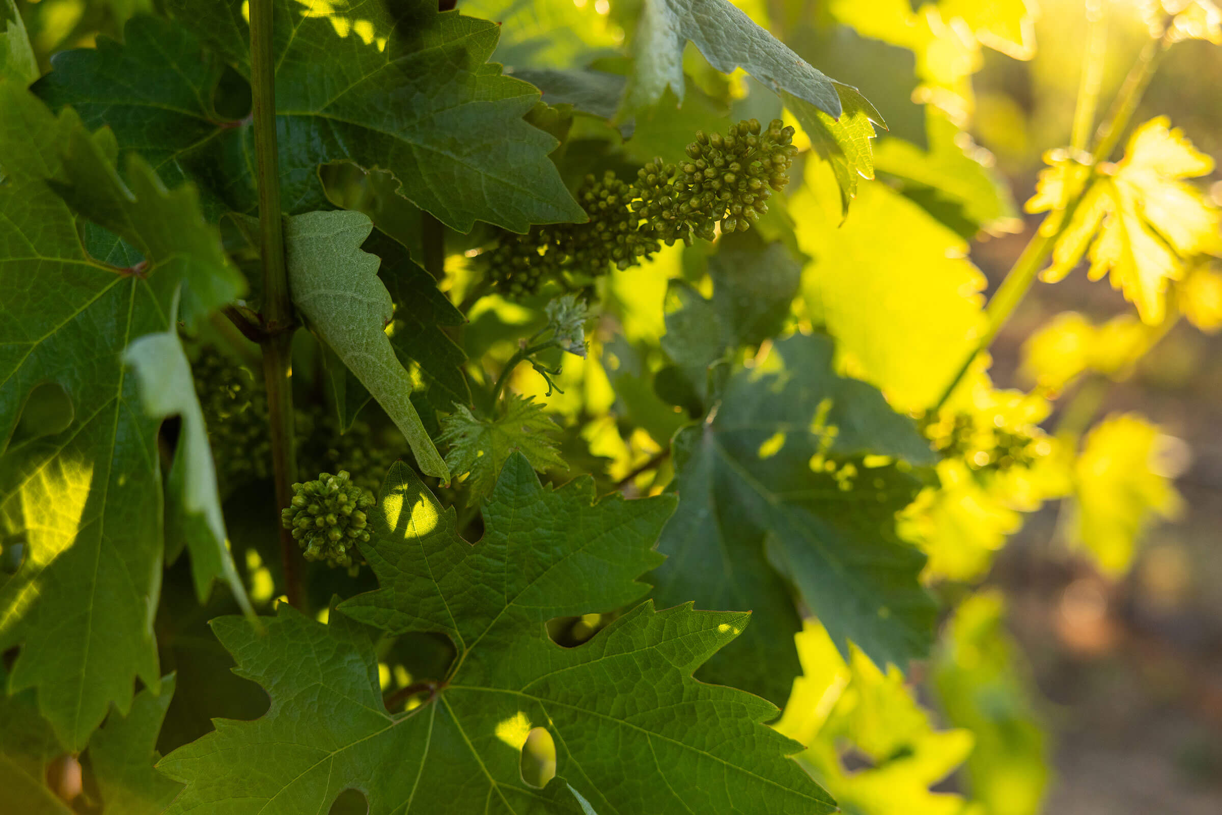 Grapevines starting to flower in springtime