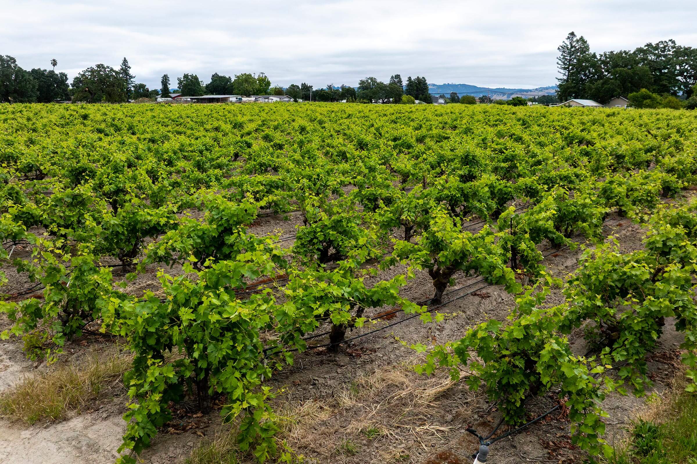 Papera Vineyard
